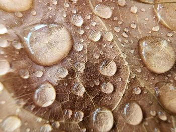 Full frame shot of water drops on glass