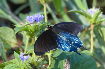 Close-up of butterfly on purple flower