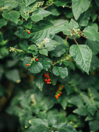 High angle view of berries growing on plant