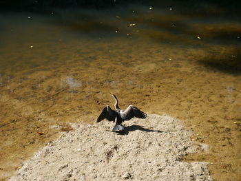 High angle view of bird on beach