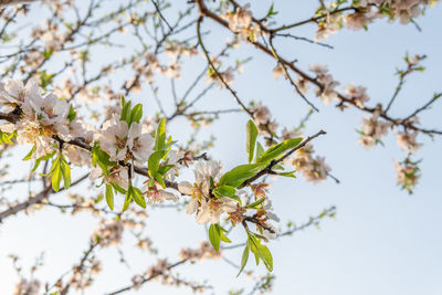 Low angle view of cherry blossoms against sky