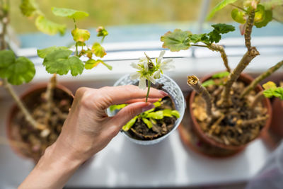 Close-up of potted plant