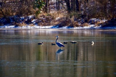 Swans swimming in lake