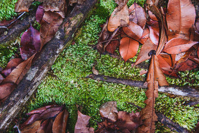 Close-up of mushrooms growing on tree trunk