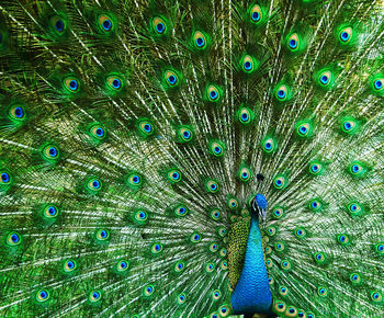 Full frame shot of peacock feathers