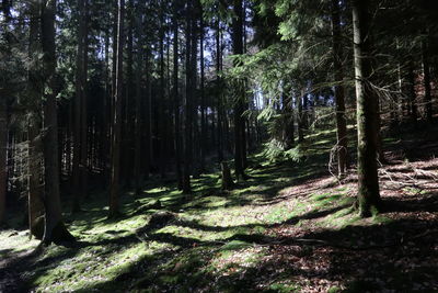 Trees in forest