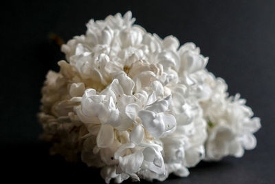 Close-up of white hydrangea flowers against black background