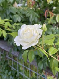 Close-up of white rose
