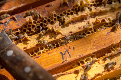 Close-up of bee on wood