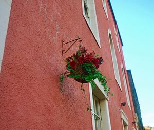 Low angle view of red flower