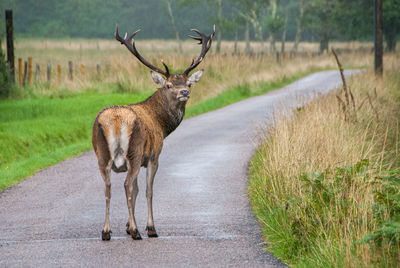 Male wild deer in the rural road looking at the camera. highlands of scotland