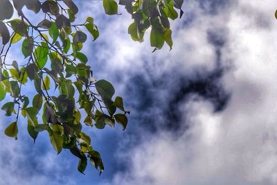 Low angle view of trees against cloudy sky