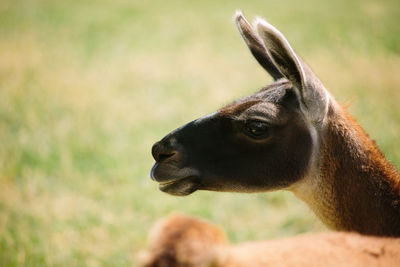 Close-up of an animal on land