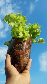 Cropped image of hand holding plant against sky