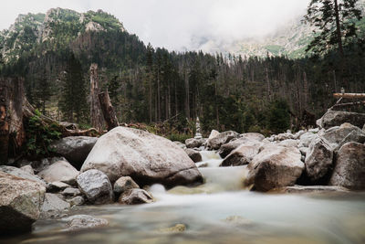 Stream flowing through rocks in forest