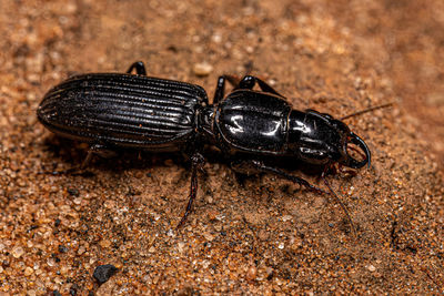 Close-up of insect