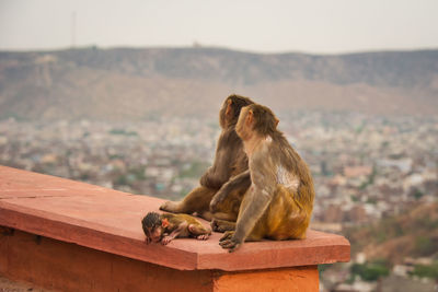 Monkey sitting on a rock