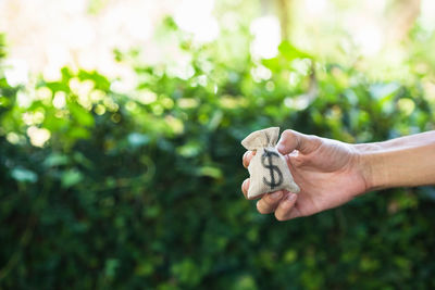 Close-up of hand holding plant