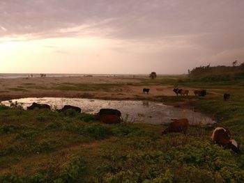 Scenic view of field against sky during sunset