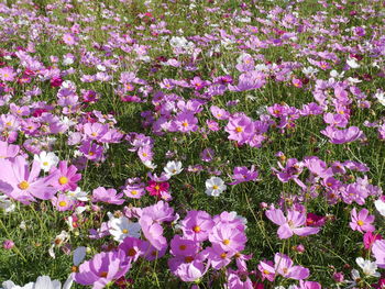 Close-up of pink flowering plants on field