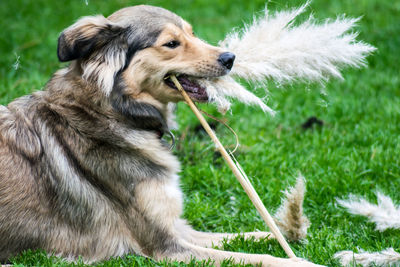 Close-up of dog sitting on grass