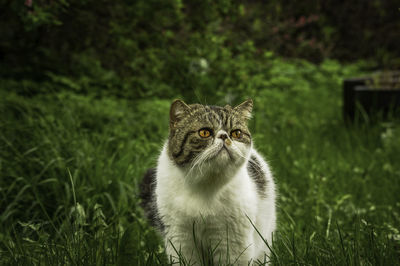 Cat looking away on field