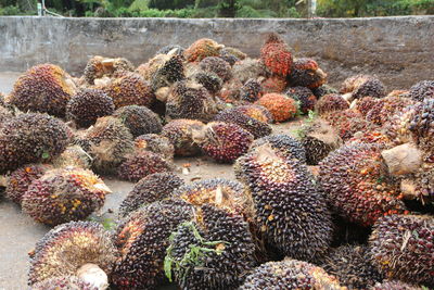 High angle view of succulent plants