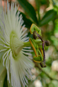 Close-up of flowers