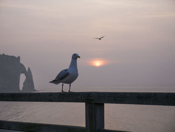 Silhouette of birds flying over sea