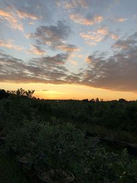 Scenic view of field against sky during sunset