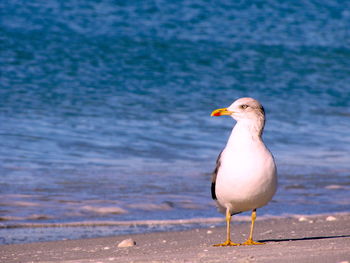 Seagull perching on a beach