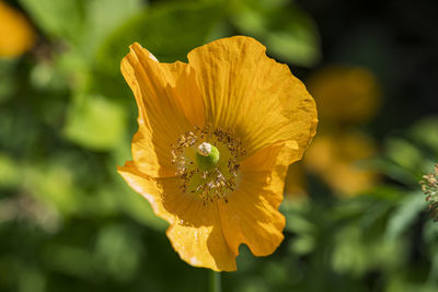 Close-up of yellow flower