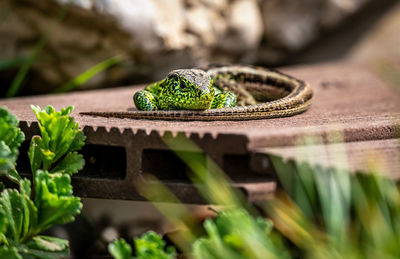 Close-up of lizard on wood