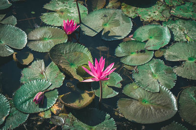 High angle view of pink water lily in lake