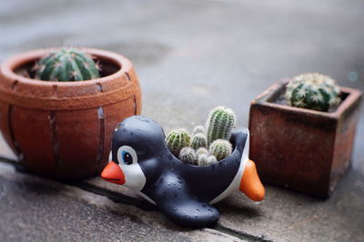 Close-up of succulent plant on table