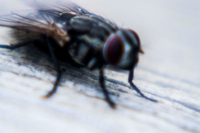 Close-up of insect