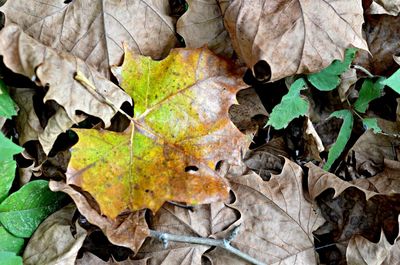 Close-up of leaves on ground