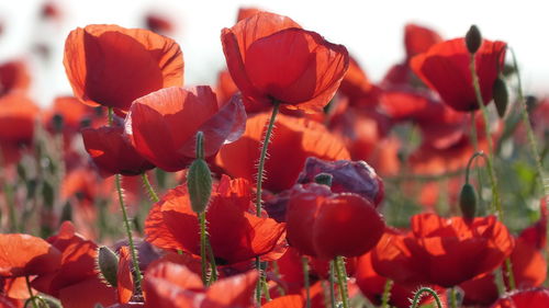 Close-up of red flowering plants on field against sky