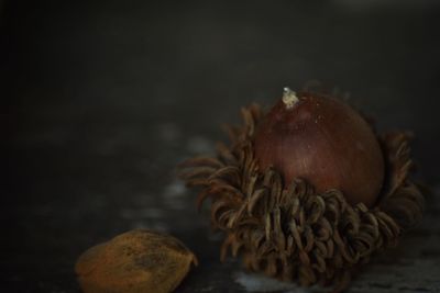 Close-up of dried fruits on table