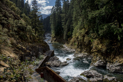 View of stream along lush foliage