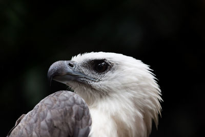 Close-up of bird