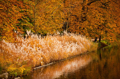 Close-up of autumn trees in water