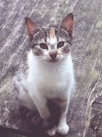 Portrait of kitten sitting outdoors