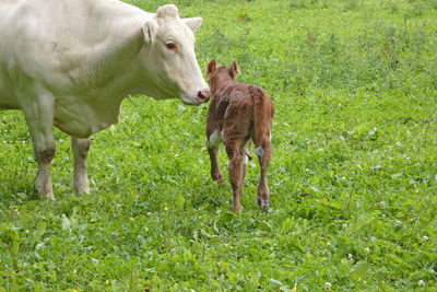 Cows standing in a field