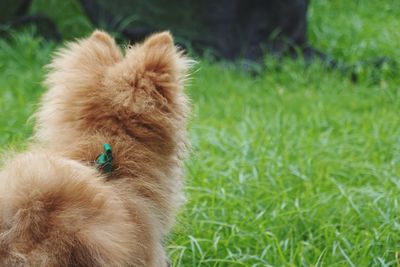 Close-up of a dog on field