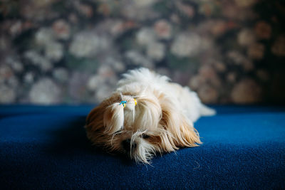 pet