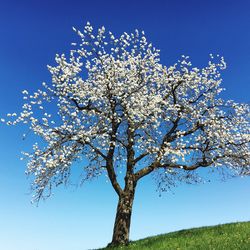 Low angle view of trees against blue sky