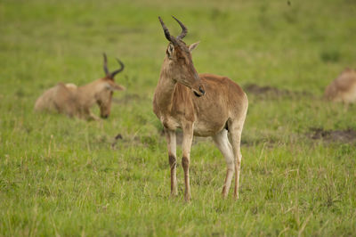 Deer in a field