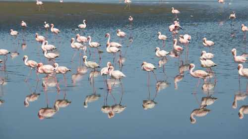 Flock of birds in lake