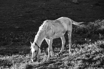 Horse standing in a field